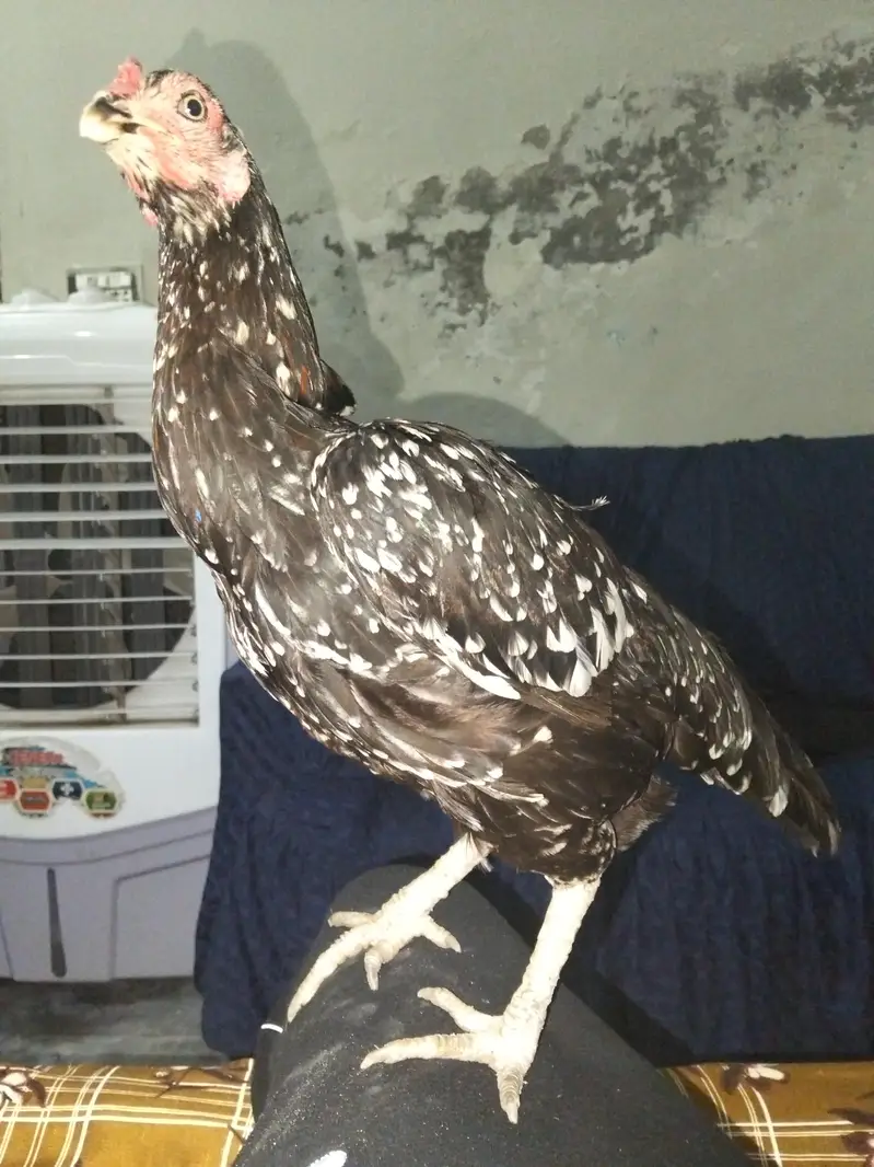 Aseel Thai cross female for sale. — photo 2