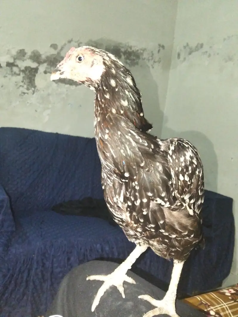 Aseel Thai cross female for sale. — photo 3