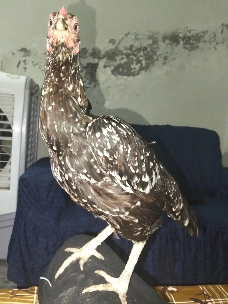 Aseel Thai cross female for sale. — photo 4