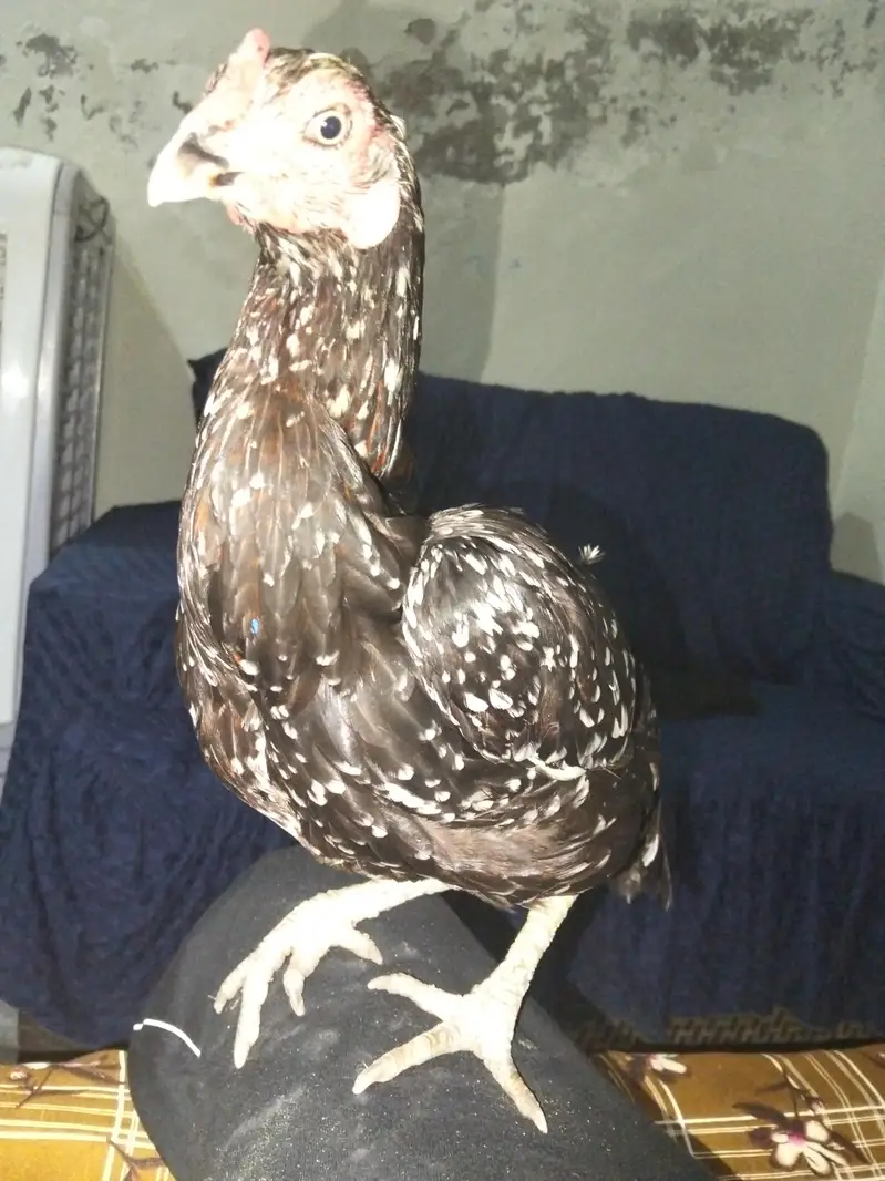 Aseel Thai cross female for sale. — photo 5