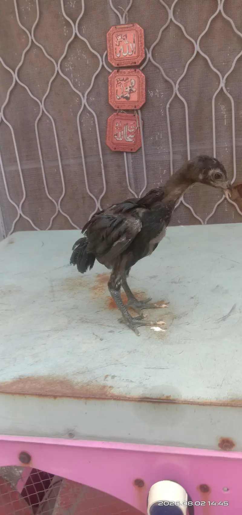 Pour Dragon female Healthy Active breeder — photo 10