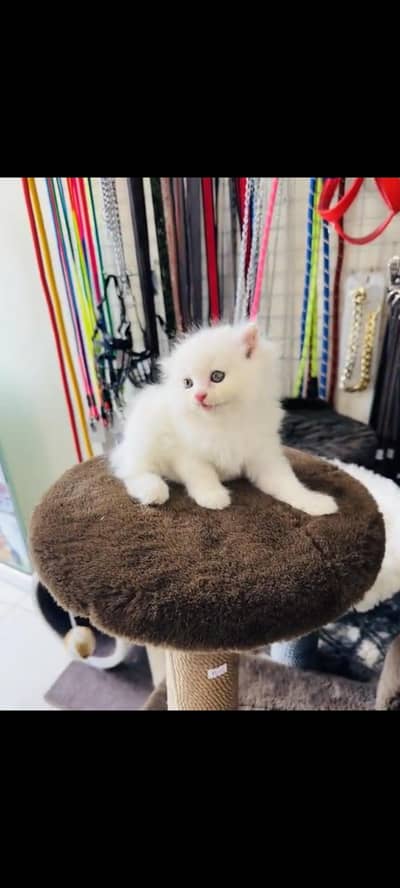 persian cat for sale My WhatsApp number 03093713755