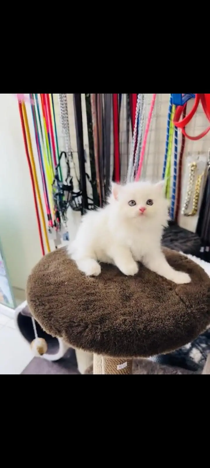 persian cat for sale My WhatsApp number 03093713755 — photo 2