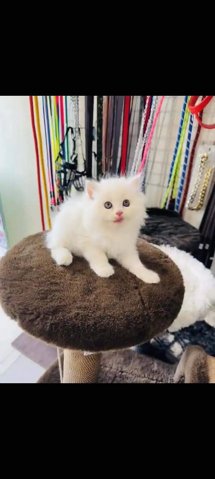 persian cat for sale My WhatsApp number 03093713755 — photo 3