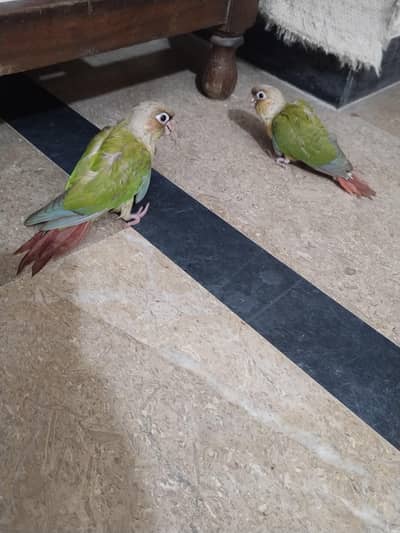 look like pair hand tame All ok . for sale reason i going for Umrah