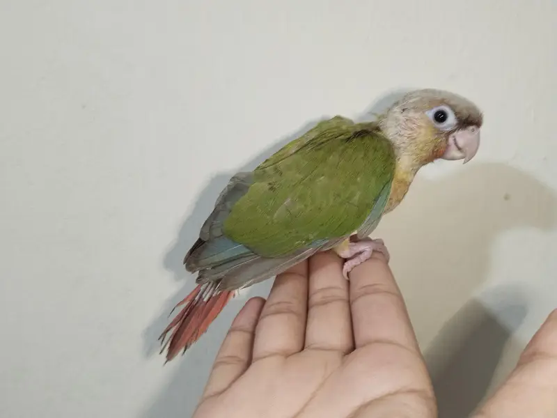 look like pair hand tame All ok . for sale reason i going for Umrah — photo 2