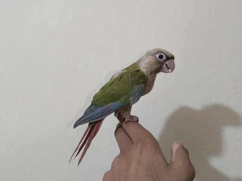 look like pair hand tame All ok . for sale reason i going for Umrah — photo 3