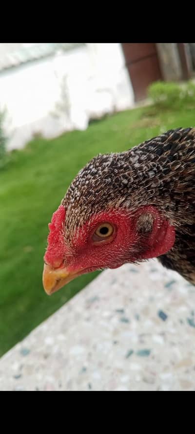 KRUCK aseel hen