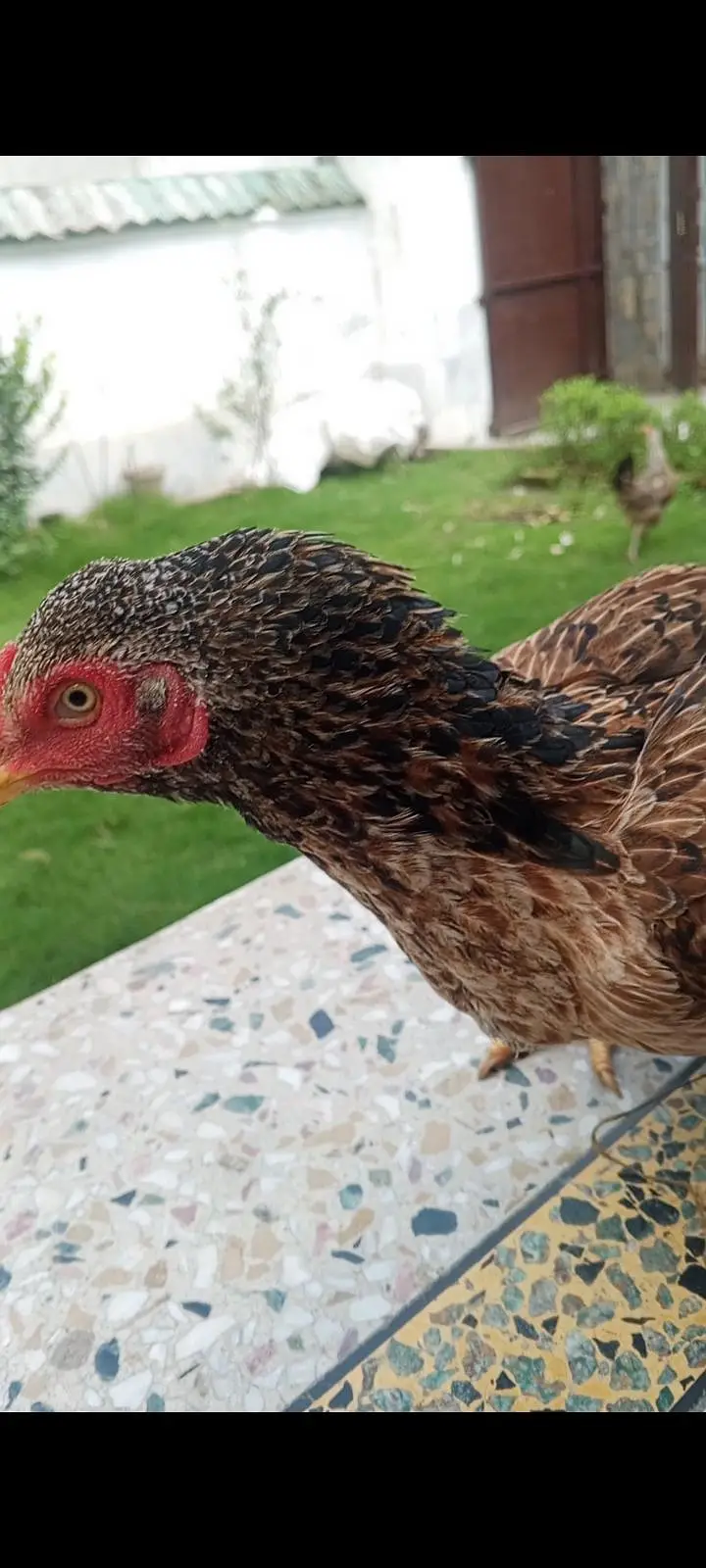 KRUCK aseel hen — photo 2