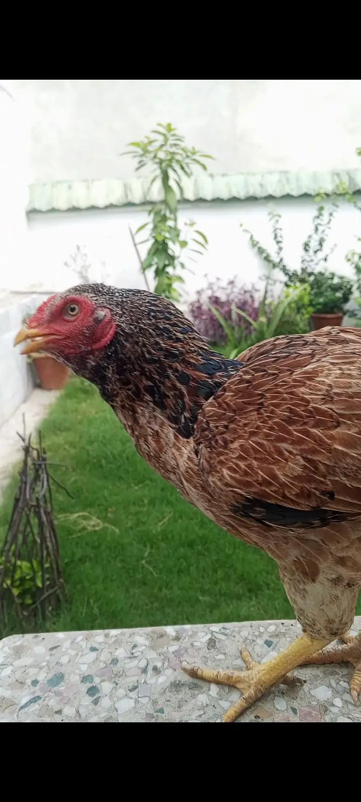 KRUCK aseel hen — photo 3