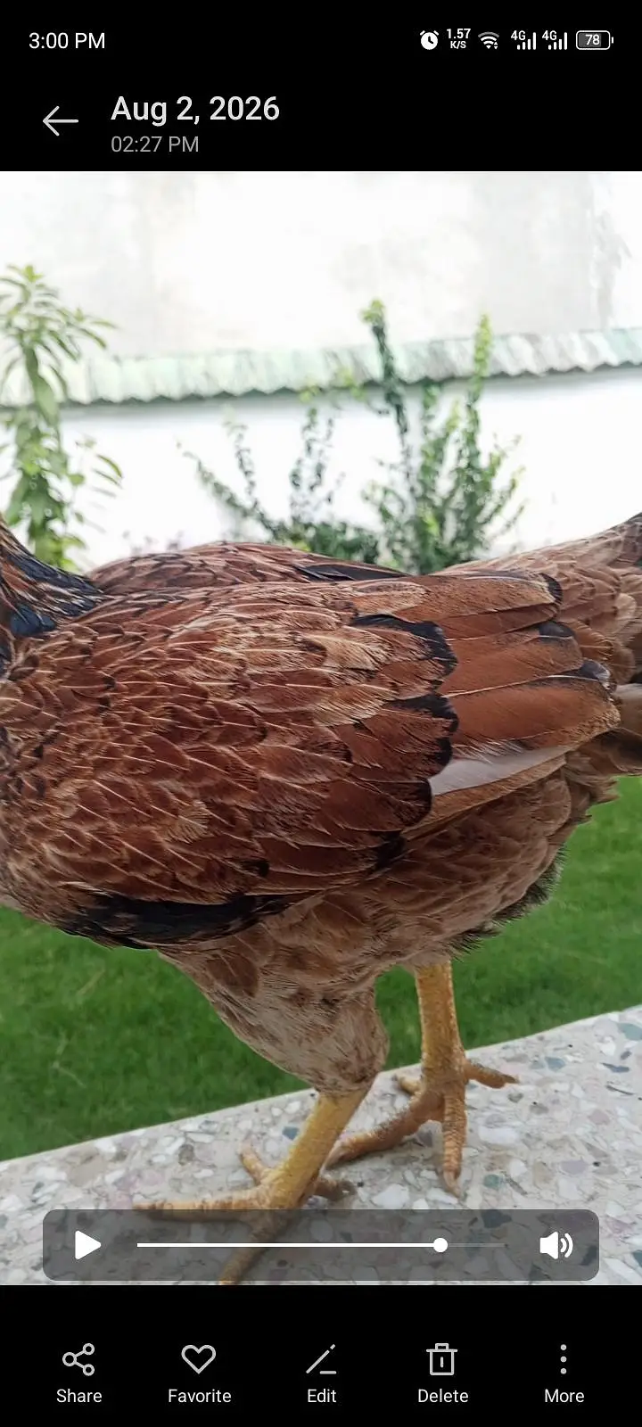 KRUCK aseel hen — photo 4