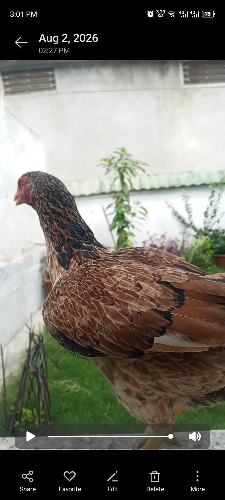 KRUCK aseel hen — photo 5