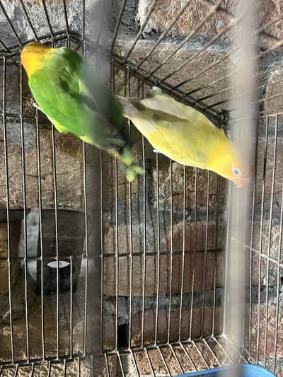 Lovebird pair