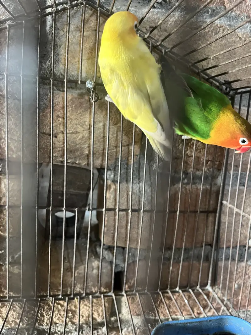 Lovebird pair — photo 2