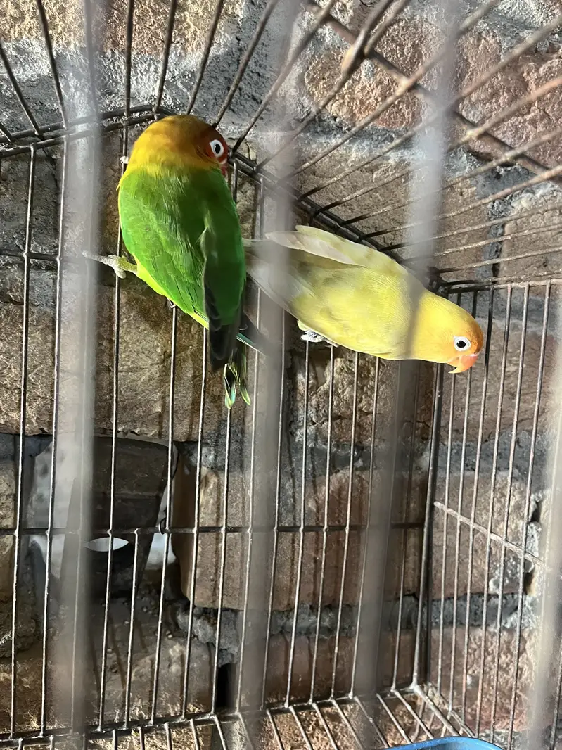 Lovebird pair — photo 3