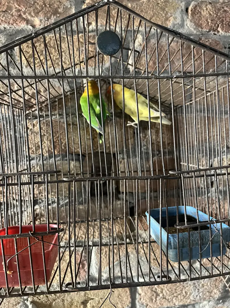 Lovebird pair — photo 4