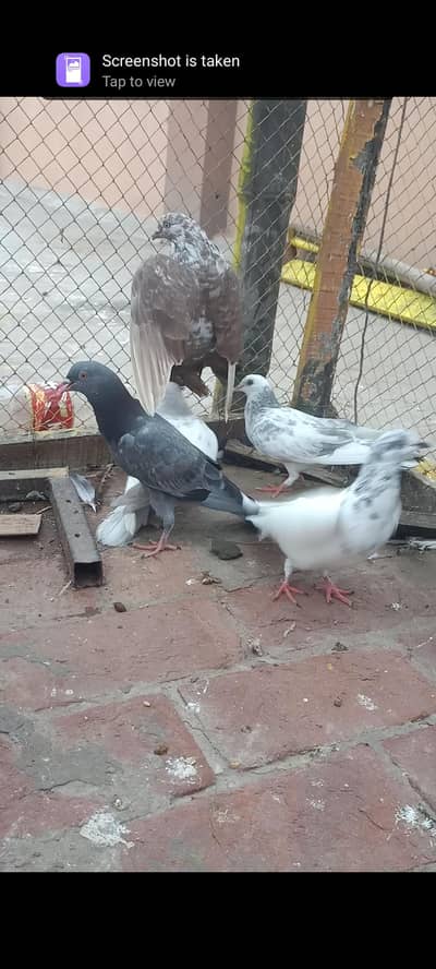 nemi ke neelima Di 5 panch bacche