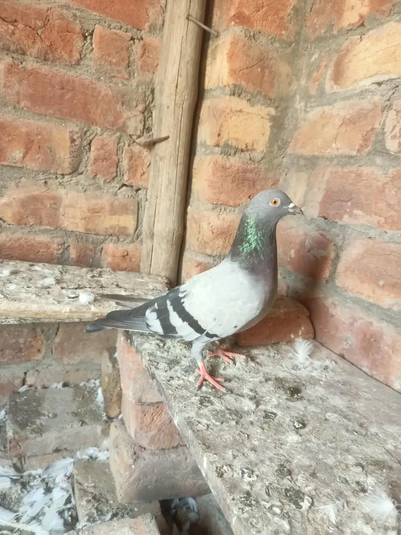 nemi ke neelima Di 5 panch bacche — photo 4