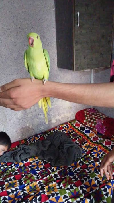 very frindly parrot