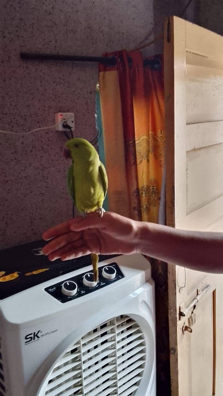 very frindly parrot 1