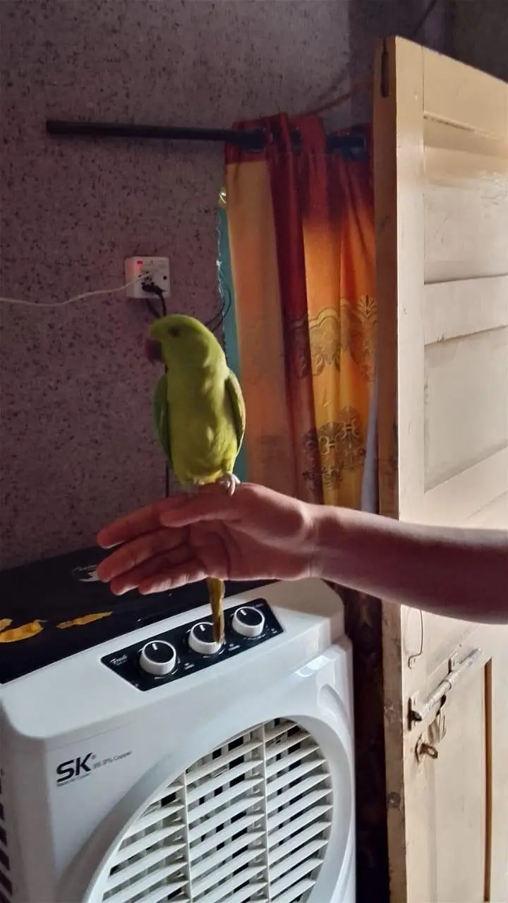 very frindly parrot — photo 2