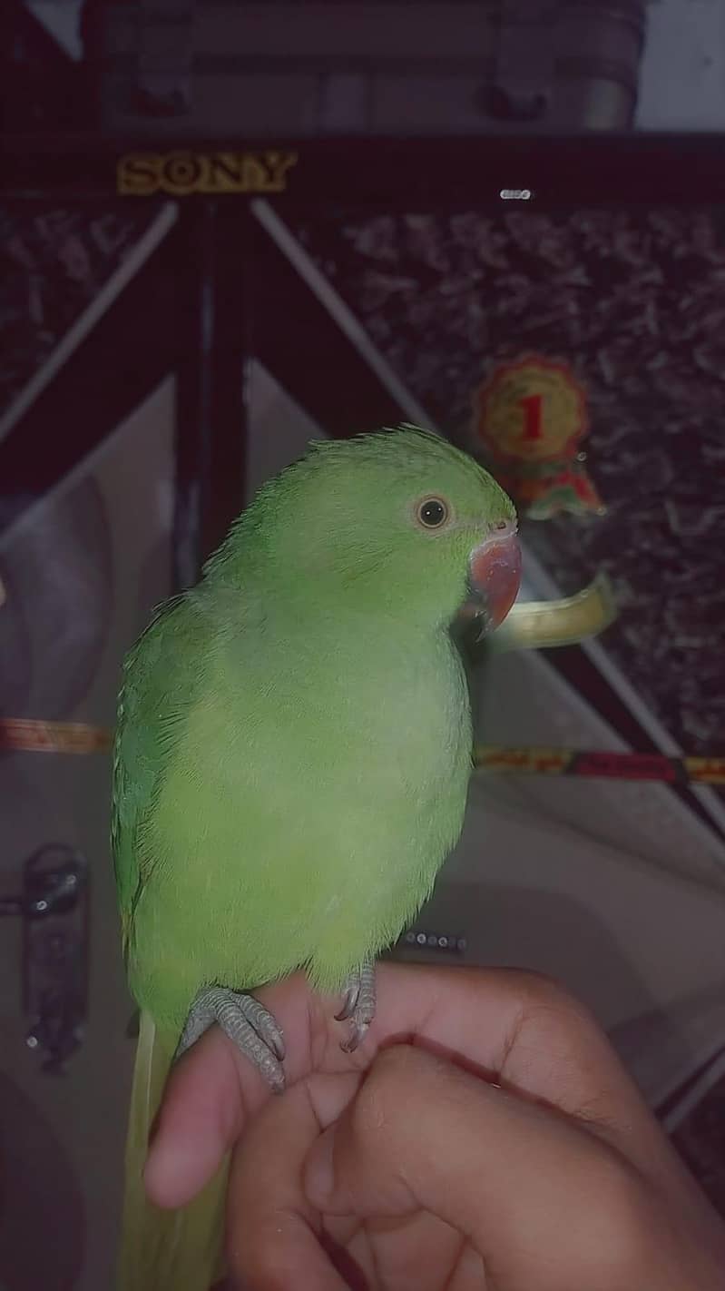 very frindly parrot 2