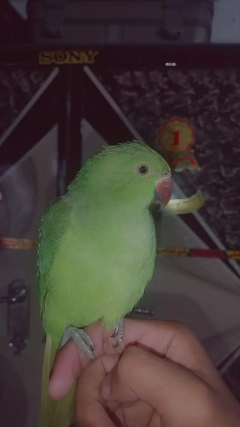 very frindly parrot — photo 3