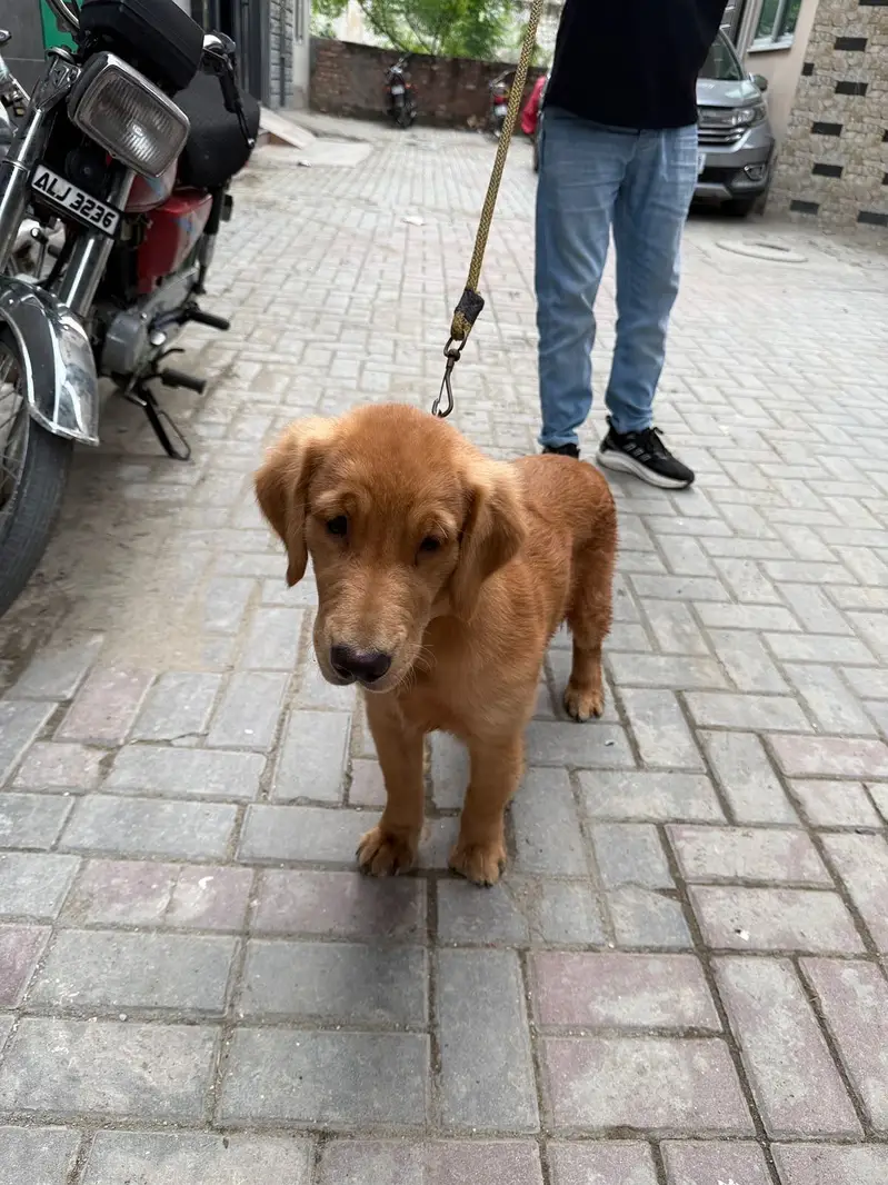 Golden retriever hy — photo 6