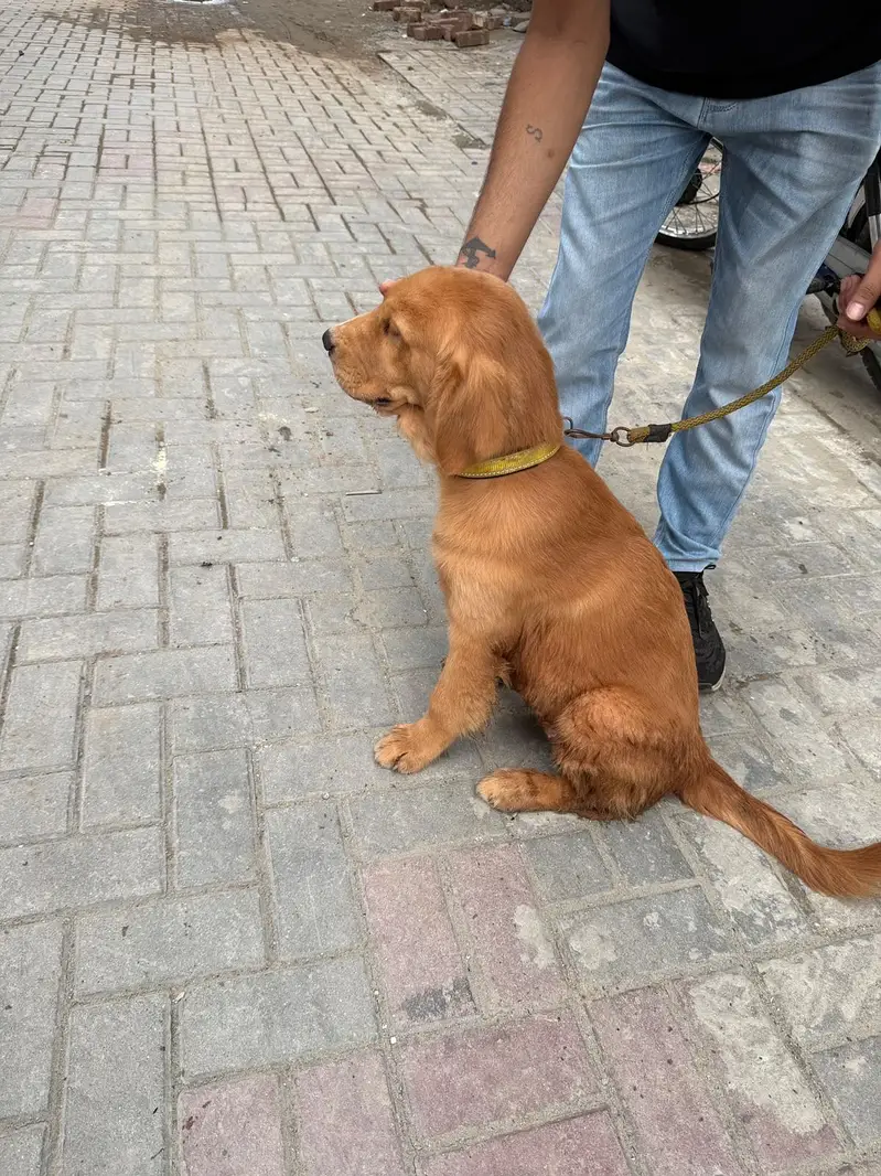 Golden retriever hy — photo 8