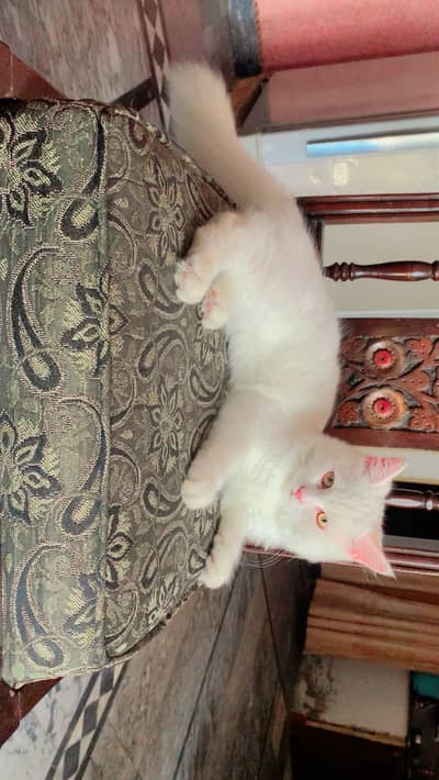 cat for sale