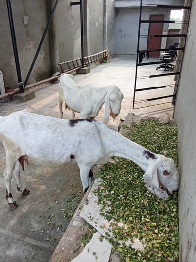 Female Goats for sale