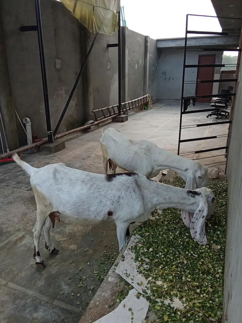 Female Goats for sale — photo 2