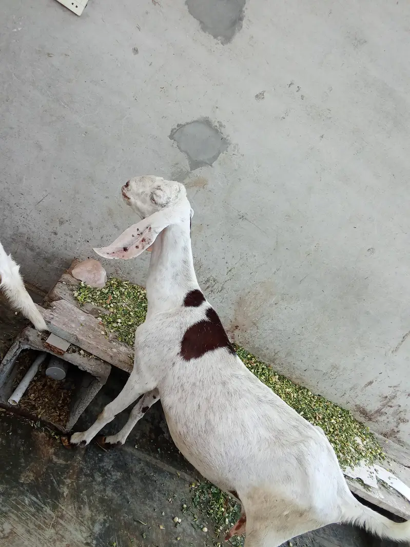 Female Goats for sale — photo 3