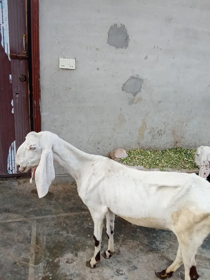 Female Goats for sale — photo 4