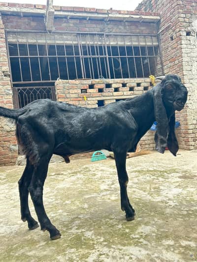 Goat for Sale |Ghaban Bakri |Amarsariya Betal Bakra |Barbari Tedy Baka