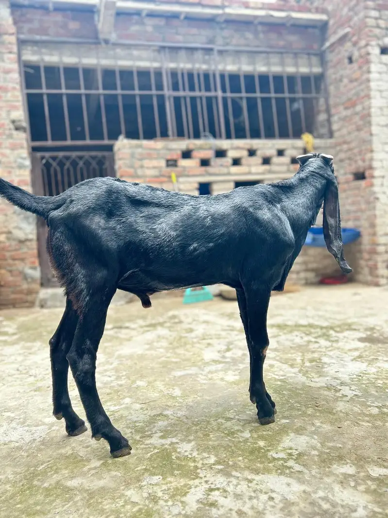 Goat for Sale |Ghaban Bakri |Amarsariya Betal Bakra |Barbari Tedy Baka — photo 2