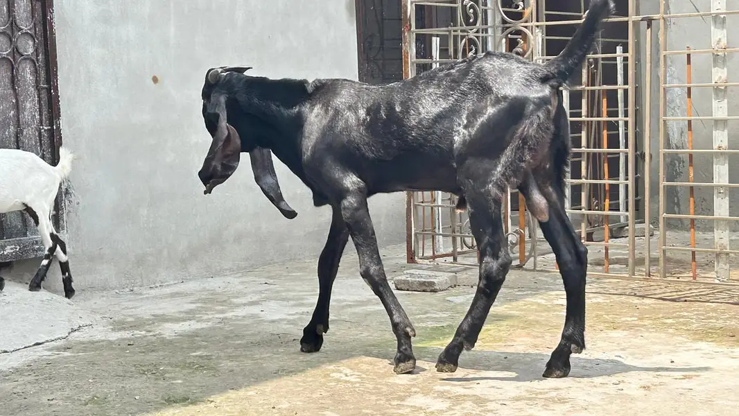 Goat for Sale |Ghaban Bakri |Amarsariya Betal Bakra |Barbari Tedy Baka — photo 4
