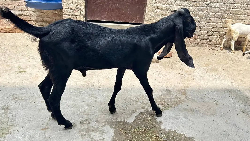 Goat for Sale |Ghaban Bakri |Amarsariya Betal Bakra |Barbari Tedy Baka — photo 5