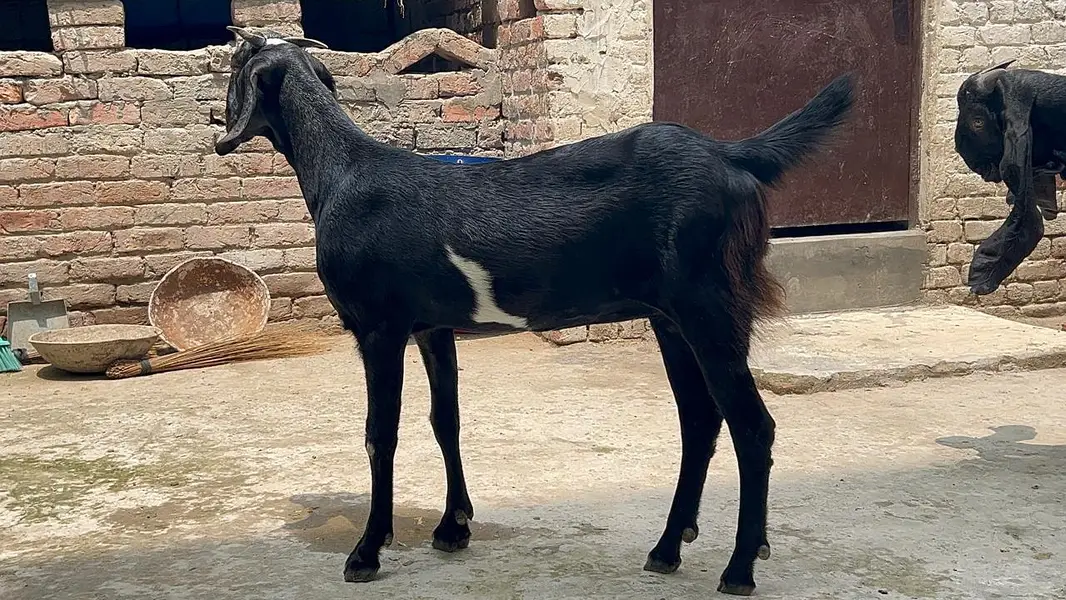 Goat for Sale |Ghaban Bakri |Amarsariya Betal Bakra |Barbari Tedy Baka — photo 6