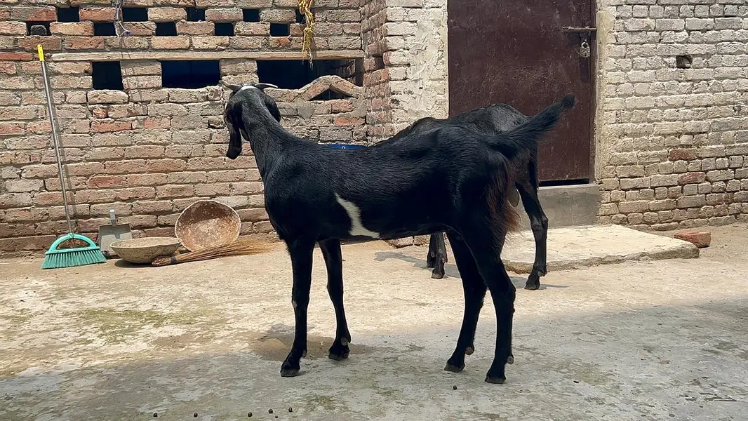 Goat for Sale |Ghaban Bakri |Amarsariya Betal Bakra |Barbari Tedy Baka — photo 7