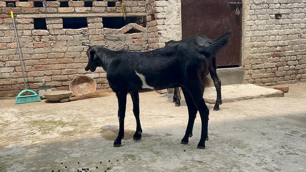 Goat for Sale |Ghaban Bakri |Amarsariya Betal Bakra |Barbari Tedy Baka — photo 8