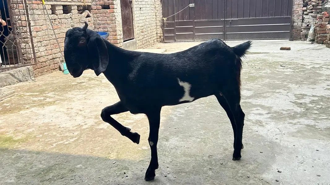 Goat for Sale |Ghaban Bakri |Amarsariya Betal Bakra |Barbari Tedy Baka — photo 9