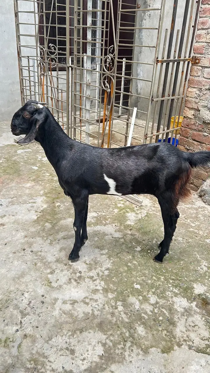 Goat for Sale |Ghaban Bakri |Amarsariya Betal Bakra |Barbari Tedy Baka — photo 10