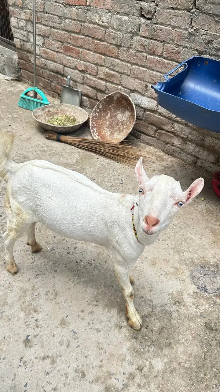 Goat for Sale |Ghaban Bakri |Amarsariya Betal Bakra |Barbari Tedy Baka — photo 11