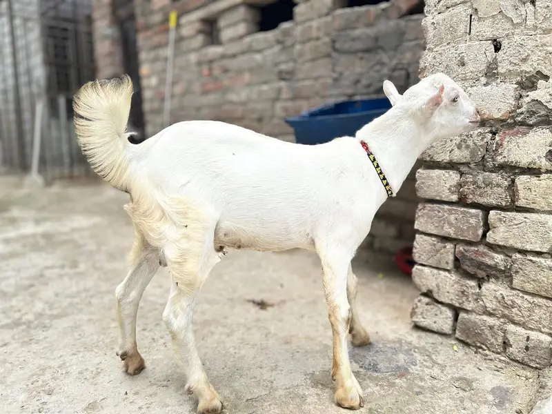 Goat for Sale |Ghaban Bakri |Amarsariya Betal Bakra |Barbari Tedy Baka — photo 12