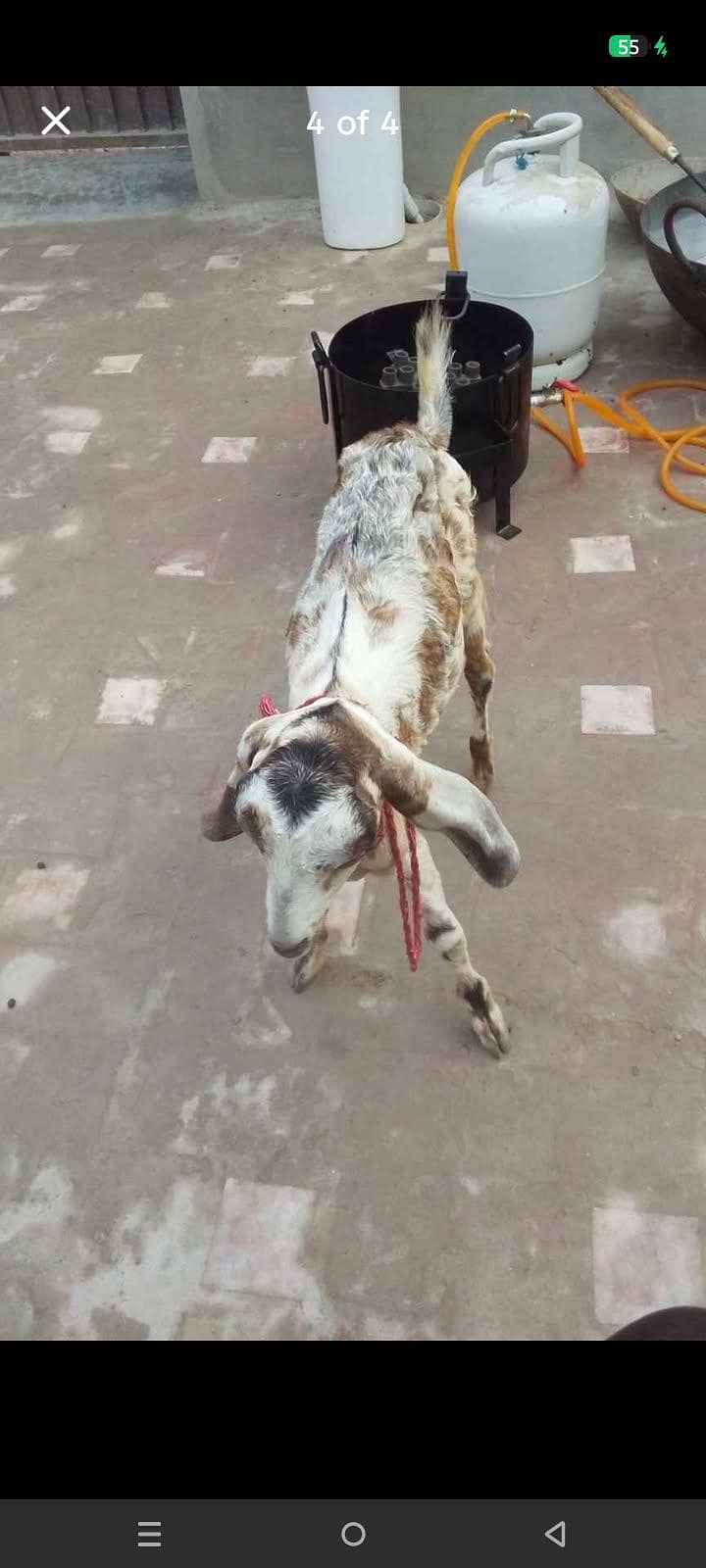 ak bkri ka bcha 0