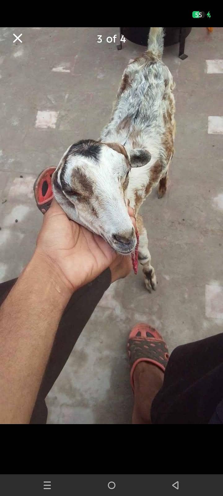 ak bkri ka bcha 1