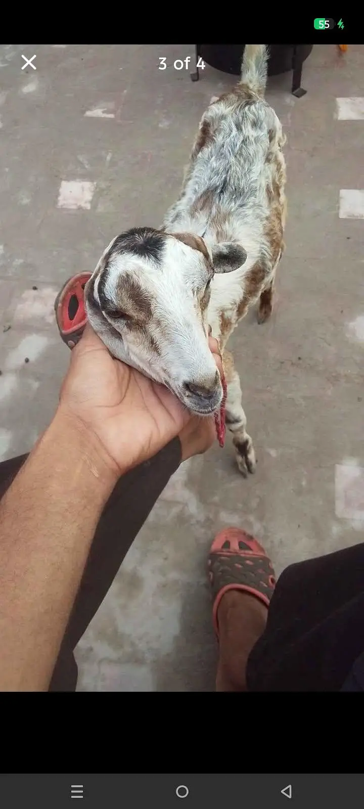 ak bkri ka bcha — photo 2