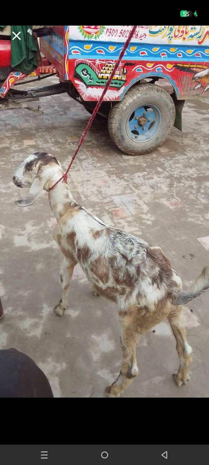 ak bkri ka bcha 2