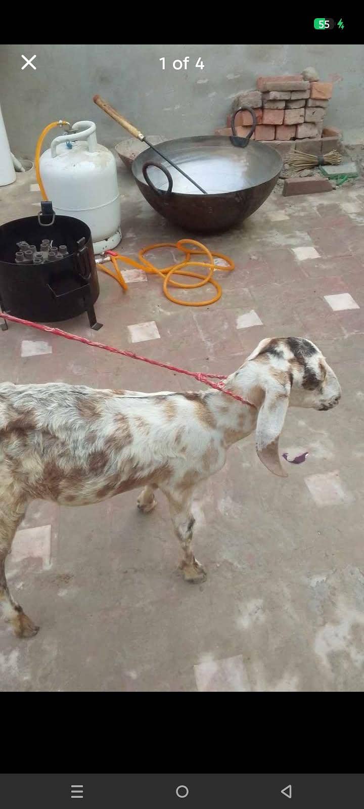 ak bkri ka bcha 3